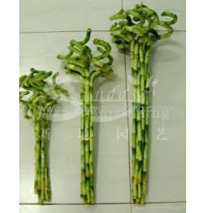 ΛΑΚΙ  ΜΠΑΜΠΟΥ 60εκ LUCKY  BAMBOO SPIRAL